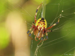 Araneus venatrix