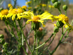 Jacobaea schischkiniana