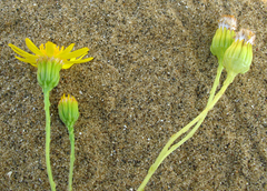 Jacobaea schischkiniana