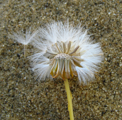 Jacobaea schischkiniana