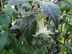 Jaltomata viridiflora