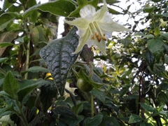 Jaltomata viridiflora