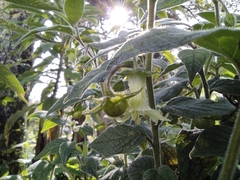 Jaltomata viridiflora