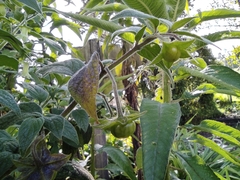 Jaltomata viridiflora