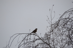 Turdus pilaris