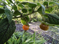 Jaltomata viridiflora