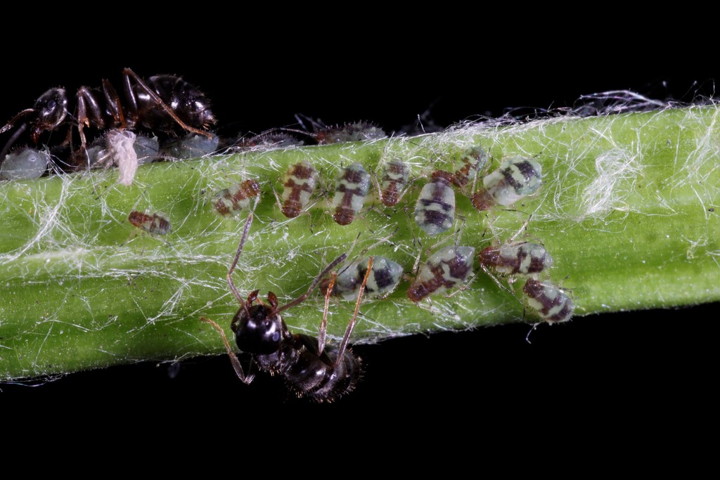 Poplar Shoot Aphid