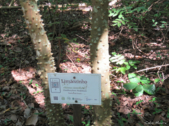 Zanthoxylum rhoifolium