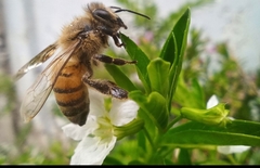 Apis mellifera