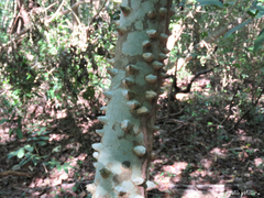 Zanthoxylum rhoifolium