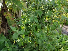 Jaltomata viridiflora