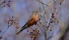 Turdus migratorius