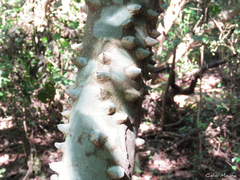 Zanthoxylum rhoifolium