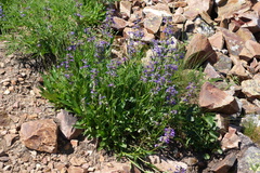 Penstemon attenuatus