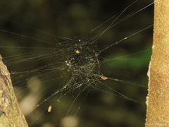 Nihonhimea tesselata