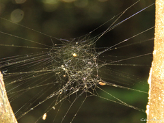 Nihonhimea tesselata