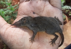 Suncus murinus