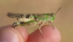 Aiolopus thalassinus corsicus