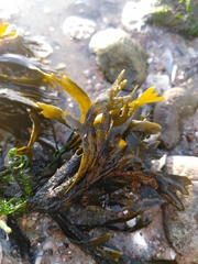 Fucus serratus