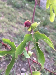 Passiflora tucumanensis