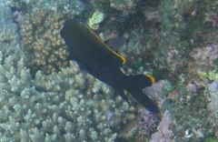 Plectroglyphidodon apicalis