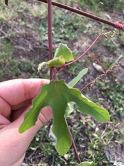 Passiflora tucumanensis
