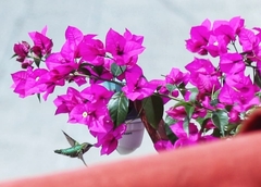 Bougainvillea