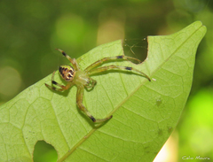 Araneus venatrix