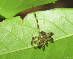 Araneus venatrix