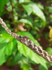 Ropalidia cyathiformis