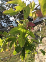 Passiflora tucumanensis