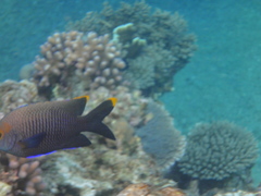 Plectroglyphidodon apicalis