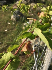 Passiflora tucumanensis