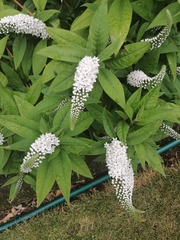 Lysimachia clethroides