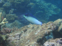 Anampses neoguinaicus
