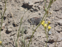Argyrophorus argenteus