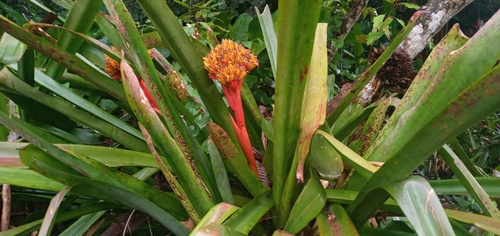 Aechmea cephaloides (Aechmea cephaloides)