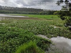 Ludwigia helminthorrhiza