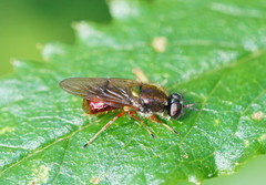 Antissinae