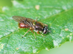 Antissinae