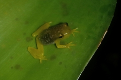 Phyllodytes