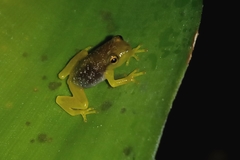 Phyllodytes