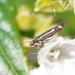 Scythris diatoma - Photo (c) Reiner Richter, some rights reserved (CC BY-NC-SA), uploaded by Reiner Richter