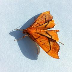 Anarmodia