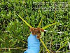 Cyperus luzulae
