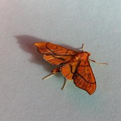 Anarmodia