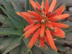 Aloe