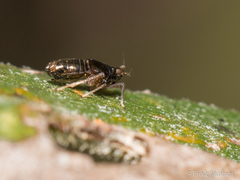 Pissonotus concolor