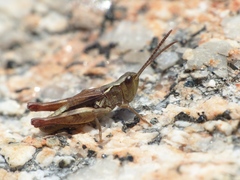 Chorthippus corsicus corsicus