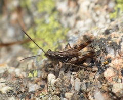 Chorthippus corsicus corsicus